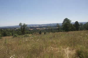 DSC_2010